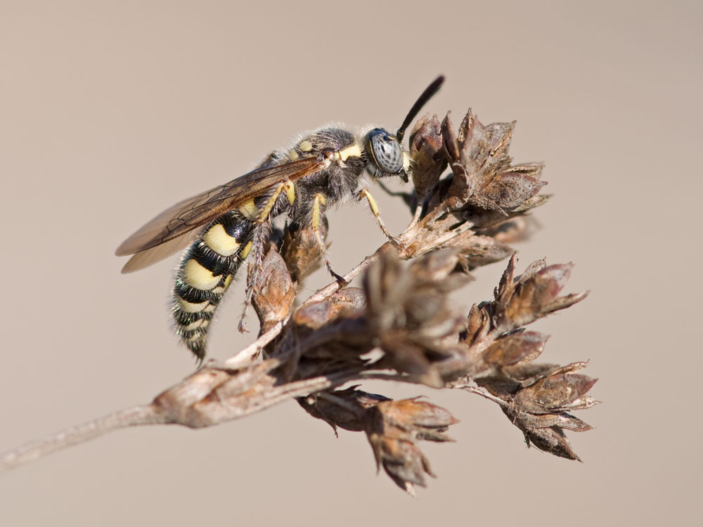 Colpa sexmaculata